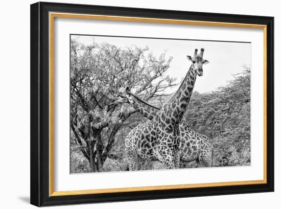 Awesome South Africa Collection B&W - Giraffe Mother and Young IV-Philippe Hugonnard-Framed Photographic Print