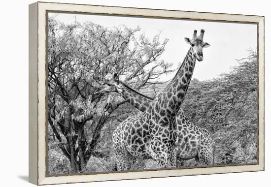 Awesome South Africa Collection B&W - Giraffe Mother and Young IV-Philippe Hugonnard-Framed Premier Image Canvas