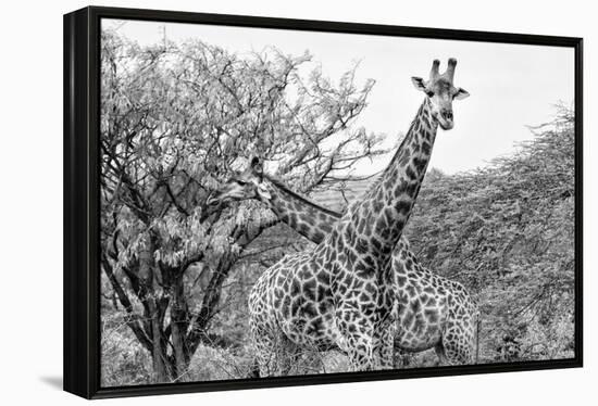 Awesome South Africa Collection B&W - Giraffe Mother and Young IV-Philippe Hugonnard-Framed Premier Image Canvas