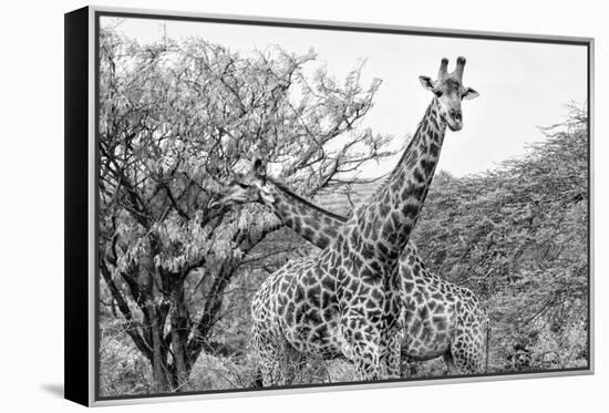 Awesome South Africa Collection B&W - Giraffe Mother and Young IV-Philippe Hugonnard-Framed Premier Image Canvas