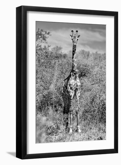 Awesome South Africa Collection B&W - Giraffe Portraits-Philippe Hugonnard-Framed Photographic Print