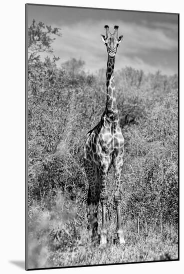 Awesome South Africa Collection B&W - Giraffe Portraits-Philippe Hugonnard-Mounted Photographic Print