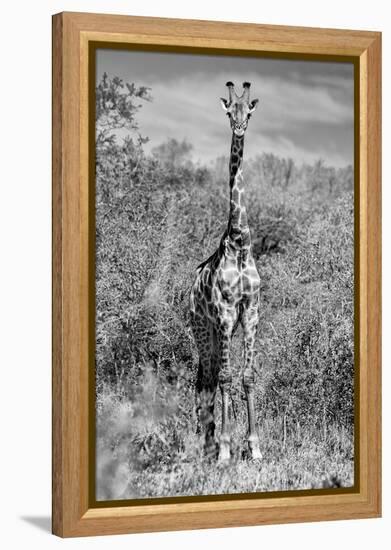 Awesome South Africa Collection B&W - Giraffe Portraits-Philippe Hugonnard-Framed Premier Image Canvas