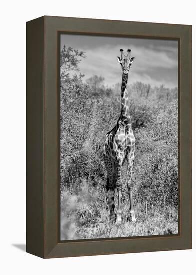 Awesome South Africa Collection B&W - Giraffe Portraits-Philippe Hugonnard-Framed Premier Image Canvas