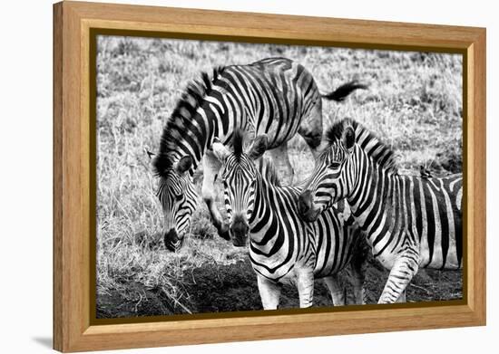 Awesome South Africa Collection B&W - Group of Common Zebras-Philippe Hugonnard-Framed Premier Image Canvas