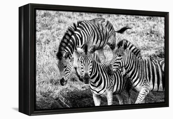 Awesome South Africa Collection B&W - Group of Common Zebras-Philippe Hugonnard-Framed Premier Image Canvas