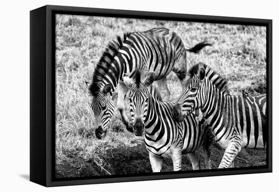 Awesome South Africa Collection B&W - Group of Common Zebras-Philippe Hugonnard-Framed Premier Image Canvas