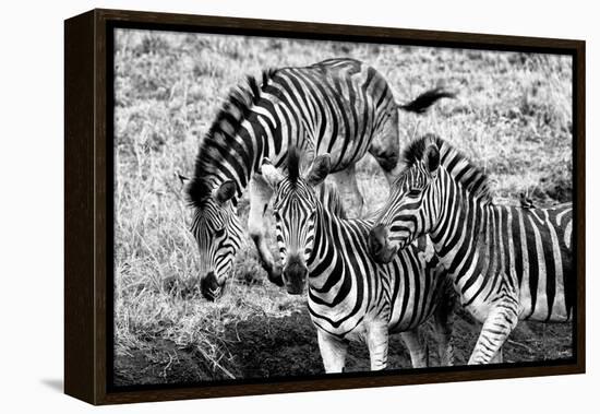 Awesome South Africa Collection B&W - Group of Common Zebras-Philippe Hugonnard-Framed Premier Image Canvas