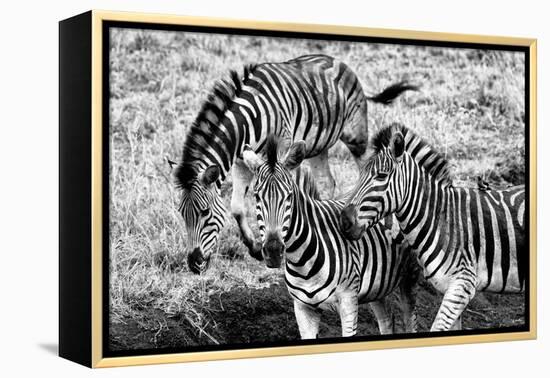 Awesome South Africa Collection B&W - Group of Common Zebras-Philippe Hugonnard-Framed Premier Image Canvas