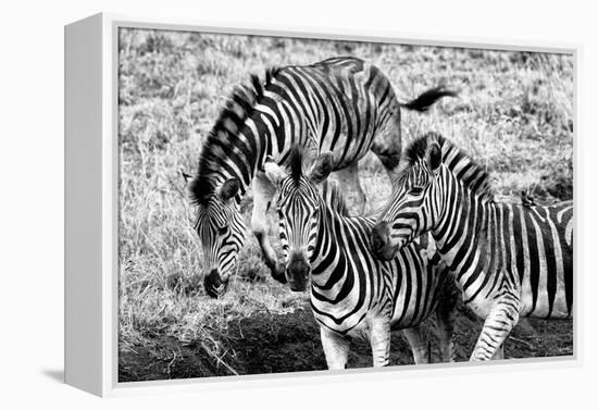 Awesome South Africa Collection B&W - Group of Common Zebras-Philippe Hugonnard-Framed Premier Image Canvas