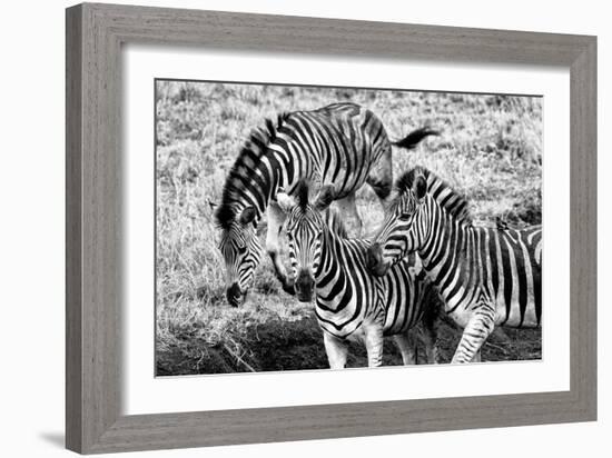 Awesome South Africa Collection B&W - Group of Common Zebras-Philippe Hugonnard-Framed Photographic Print