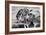 Awesome South Africa Collection B&W - Group of Common Zebras-Philippe Hugonnard-Framed Photographic Print