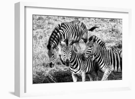 Awesome South Africa Collection B&W - Group of Common Zebras-Philippe Hugonnard-Framed Photographic Print