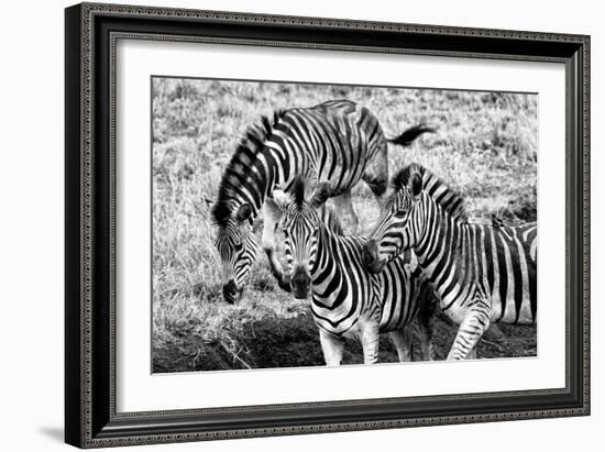 Awesome South Africa Collection B&W - Group of Common Zebras-Philippe Hugonnard-Framed Photographic Print