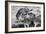 Awesome South Africa Collection B&W - Group of Common Zebras-Philippe Hugonnard-Framed Photographic Print