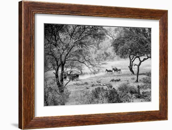 Awesome South Africa Collection B&W - Herd of Zebras in the Savannah-Philippe Hugonnard-Framed Photographic Print