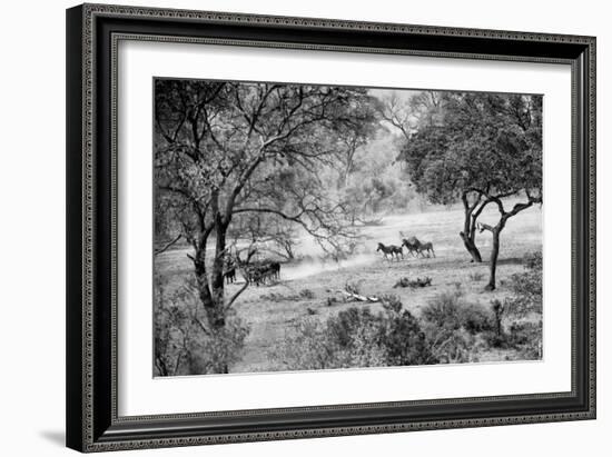 Awesome South Africa Collection B&W - Herd of Zebras in the Savannah-Philippe Hugonnard-Framed Photographic Print