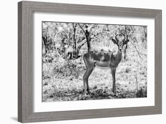 Awesome South Africa Collection B&W - Impala Antelope Portrait-Philippe Hugonnard-Framed Photographic Print