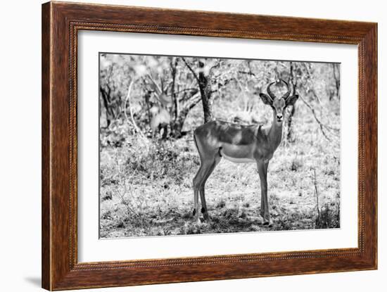 Awesome South Africa Collection B&W - Impala Antelope Portrait-Philippe Hugonnard-Framed Photographic Print