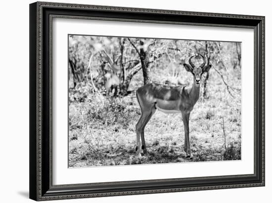 Awesome South Africa Collection B&W - Impala Antelope Portrait-Philippe Hugonnard-Framed Photographic Print