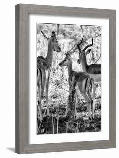 Awesome South Africa Collection B&W - Impalas Family II-Philippe Hugonnard-Framed Photographic Print