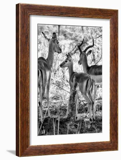 Awesome South Africa Collection B&W - Impalas Family II-Philippe Hugonnard-Framed Photographic Print