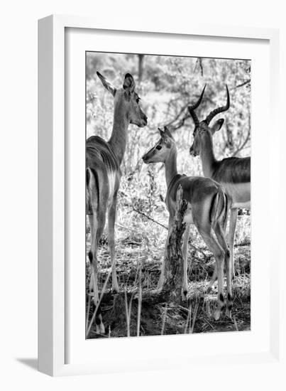 Awesome South Africa Collection B&W - Impalas Family II-Philippe Hugonnard-Framed Photographic Print