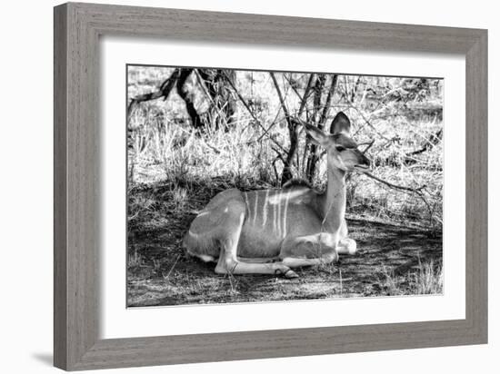 Awesome South Africa Collection B&W - Nyala Antelope-Philippe Hugonnard-Framed Photographic Print