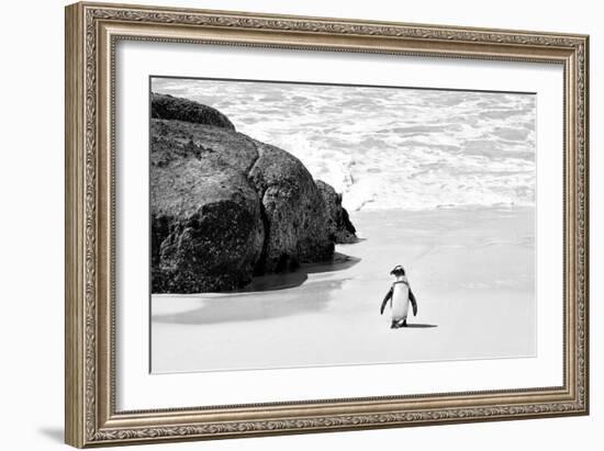 Awesome South Africa Collection B&W - Penguin at Boulders Beach II-Philippe Hugonnard-Framed Photographic Print