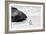 Awesome South Africa Collection B&W - Penguin at Boulders Beach II-Philippe Hugonnard-Framed Photographic Print