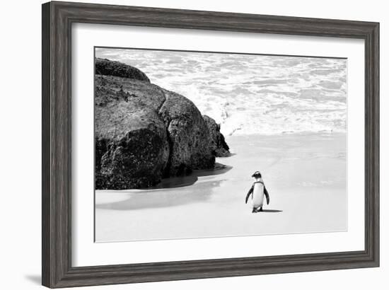 Awesome South Africa Collection B&W - Penguin at Boulders Beach II-Philippe Hugonnard-Framed Photographic Print