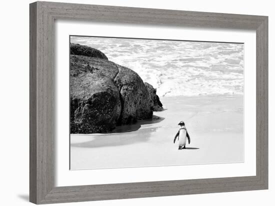 Awesome South Africa Collection B&W - Penguin at Boulders Beach II-Philippe Hugonnard-Framed Photographic Print