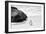 Awesome South Africa Collection B&W - Penguin at Boulders Beach II-Philippe Hugonnard-Framed Photographic Print