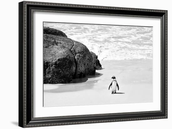 Awesome South Africa Collection B&W - Penguin at Boulders Beach II-Philippe Hugonnard-Framed Photographic Print