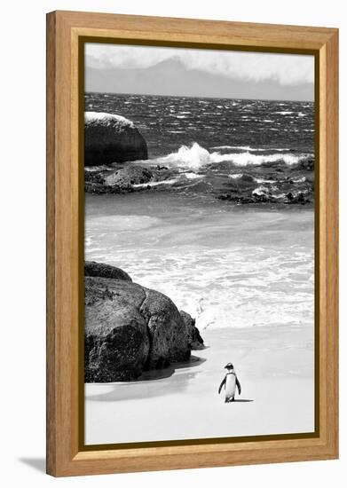 Awesome South Africa Collection B&W-Penguin at Boulders Beach-Philippe Hugonnard-Framed Premier Image Canvas