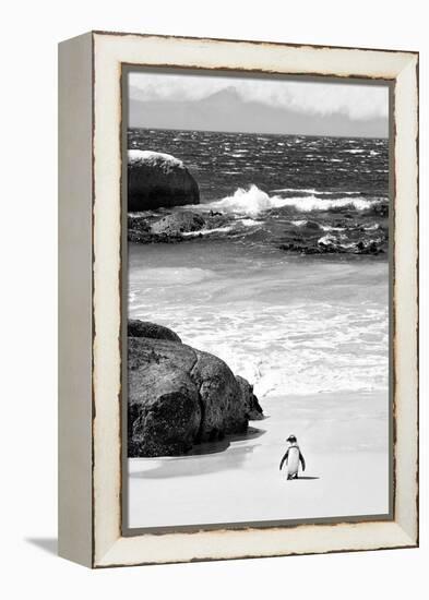 Awesome South Africa Collection B&W-Penguin at Boulders Beach-Philippe Hugonnard-Framed Premier Image Canvas