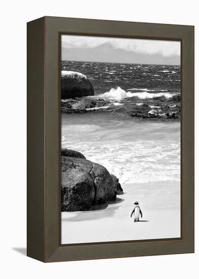 Awesome South Africa Collection B&W-Penguin at Boulders Beach-Philippe Hugonnard-Framed Premier Image Canvas