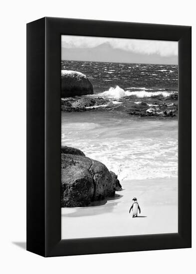 Awesome South Africa Collection B&W-Penguin at Boulders Beach-Philippe Hugonnard-Framed Premier Image Canvas