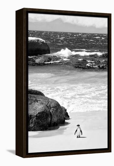 Awesome South Africa Collection B&W-Penguin at Boulders Beach-Philippe Hugonnard-Framed Premier Image Canvas