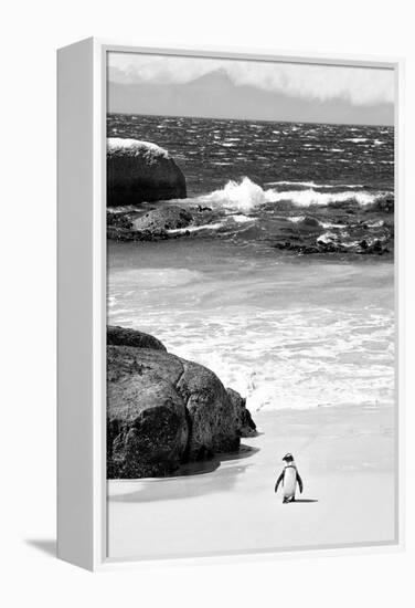 Awesome South Africa Collection B&W-Penguin at Boulders Beach-Philippe Hugonnard-Framed Premier Image Canvas