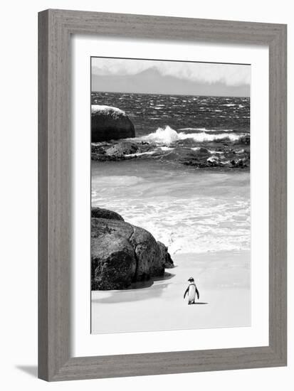 Awesome South Africa Collection B&W-Penguin at Boulders Beach-Philippe Hugonnard-Framed Photographic Print