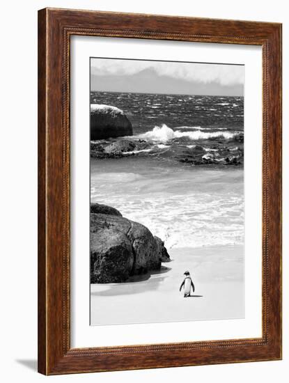 Awesome South Africa Collection B&W-Penguin at Boulders Beach-Philippe Hugonnard-Framed Photographic Print