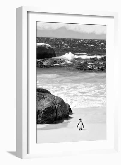 Awesome South Africa Collection B&W-Penguin at Boulders Beach-Philippe Hugonnard-Framed Photographic Print