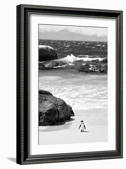 Awesome South Africa Collection B&W-Penguin at Boulders Beach-Philippe Hugonnard-Framed Photographic Print