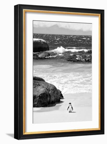 Awesome South Africa Collection B&W-Penguin at Boulders Beach-Philippe Hugonnard-Framed Photographic Print