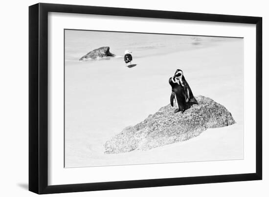 Awesome South Africa Collection B&W - Penguin Lovers II-Philippe Hugonnard-Framed Photographic Print