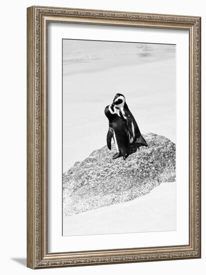 Awesome South Africa Collection B&W - Penguin Lovers III-Philippe Hugonnard-Framed Photographic Print