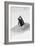 Awesome South Africa Collection B&W - Penguin Lovers III-Philippe Hugonnard-Framed Photographic Print