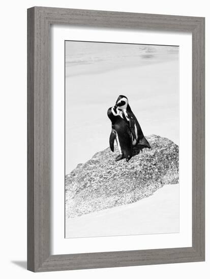 Awesome South Africa Collection B&W - Penguin Lovers III-Philippe Hugonnard-Framed Photographic Print