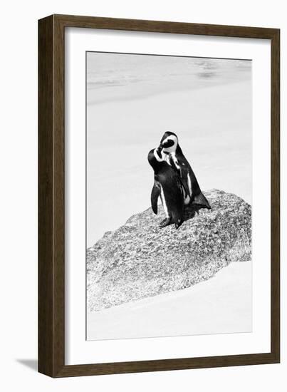 Awesome South Africa Collection B&W - Penguin Lovers III-Philippe Hugonnard-Framed Photographic Print